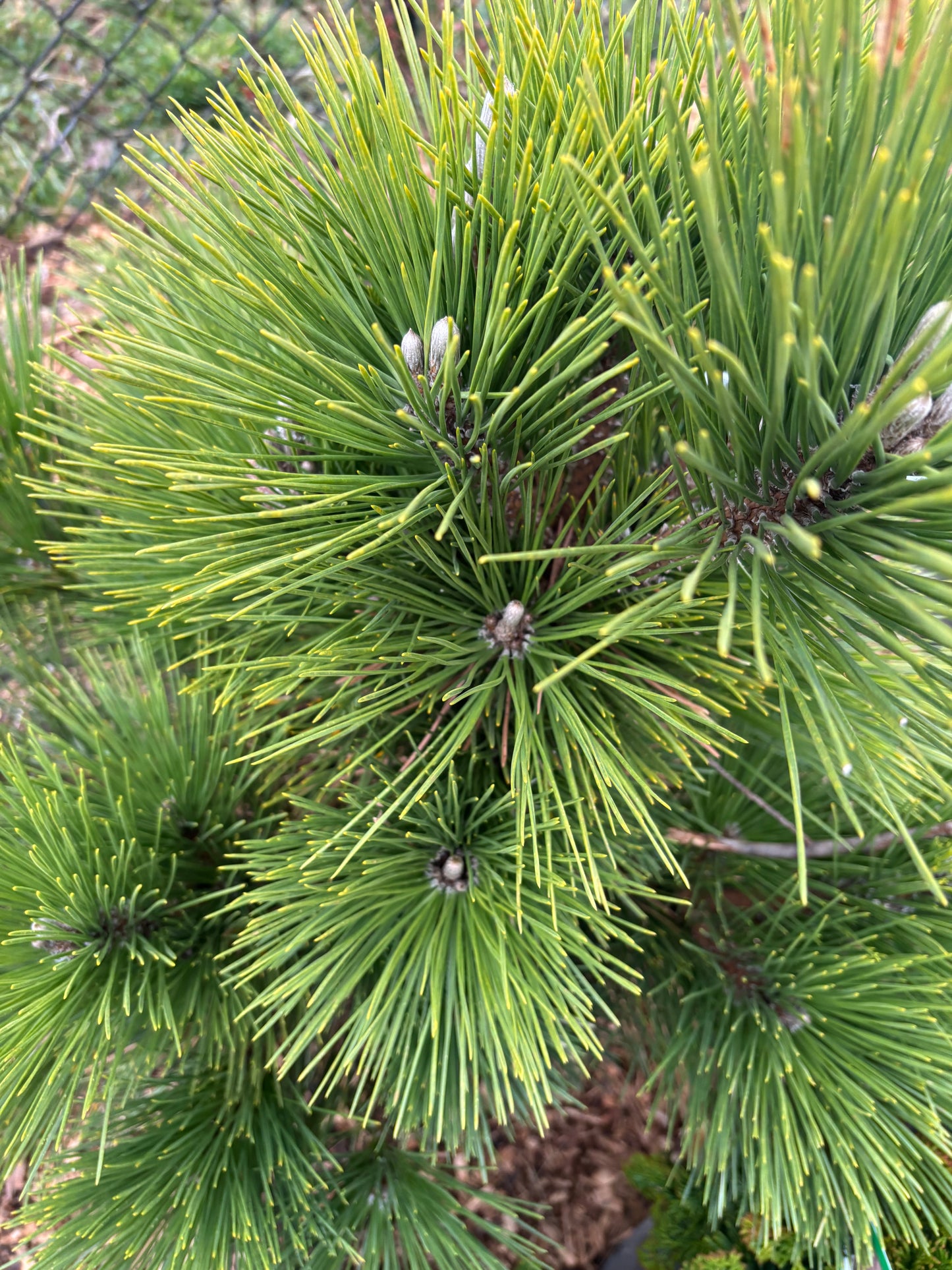 Pinus thunbergii ‘Thunderhead’