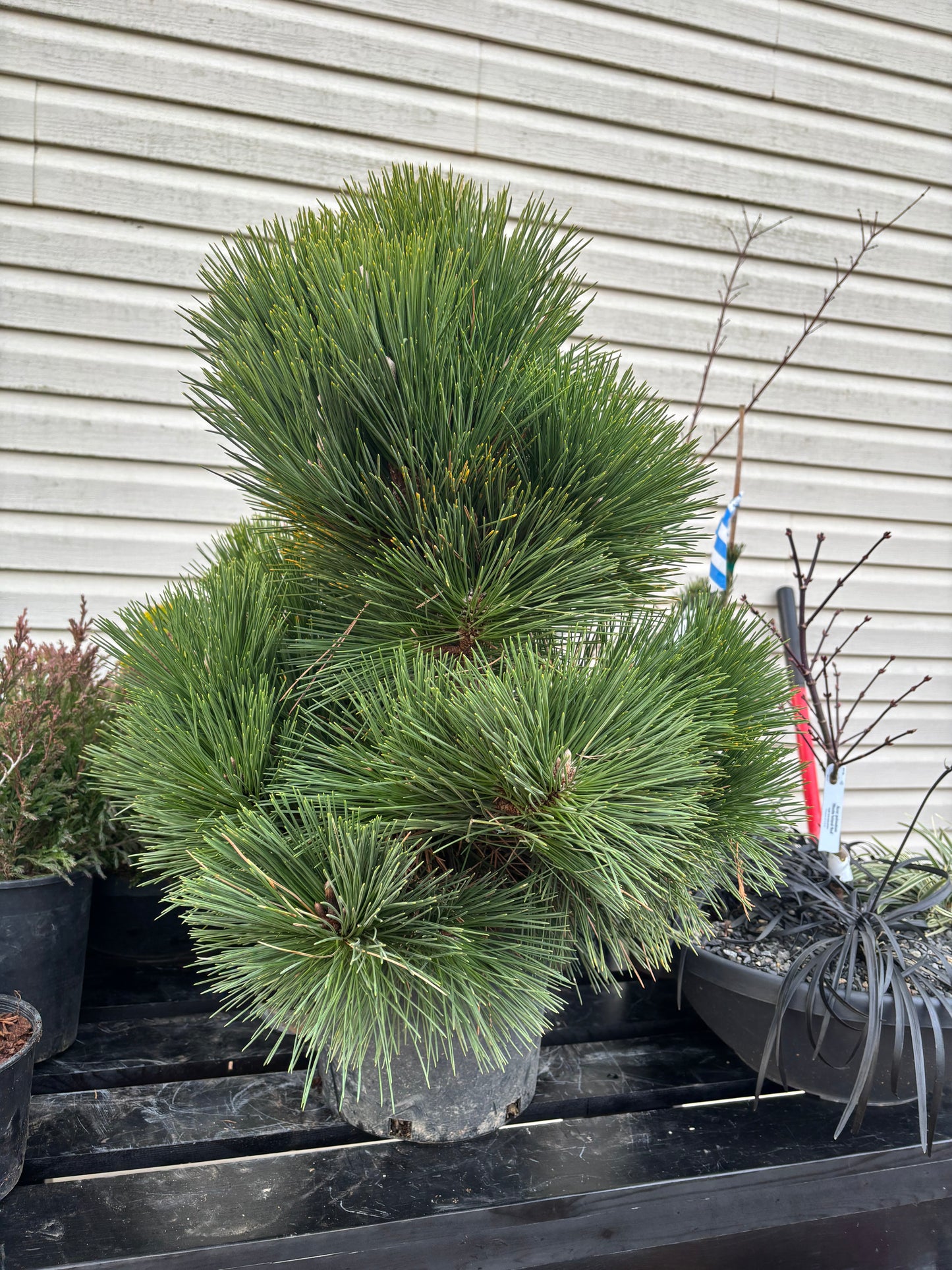 Pinus thunbergii ‘Thunderhead’