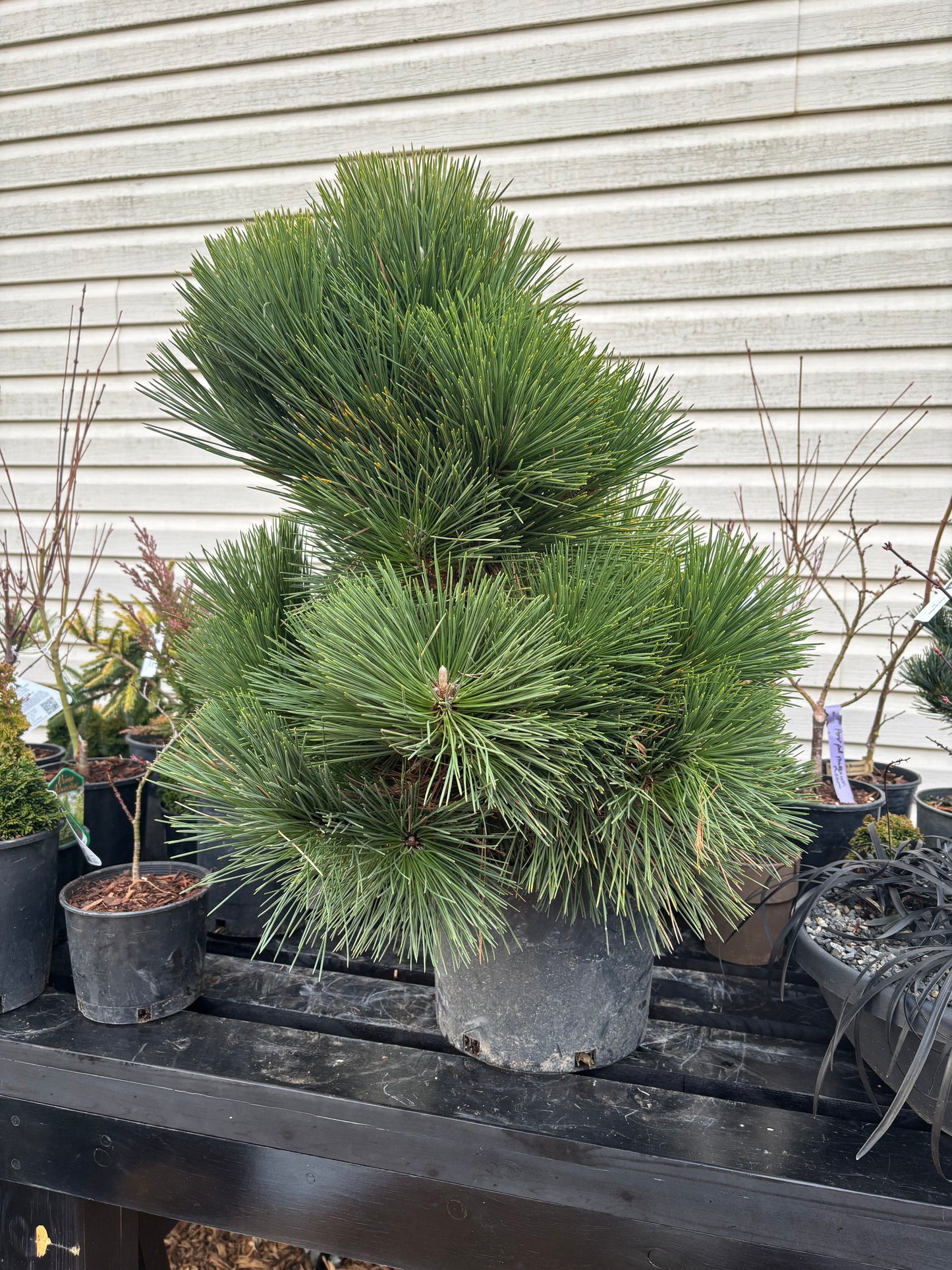 Pinus thunbergii ‘Thunderhead’