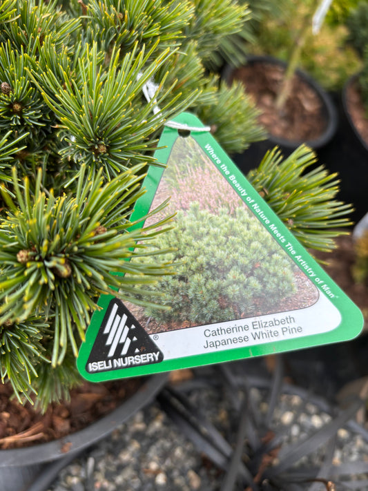 Pinus parviflora ‘Catherine Elizabeth’
