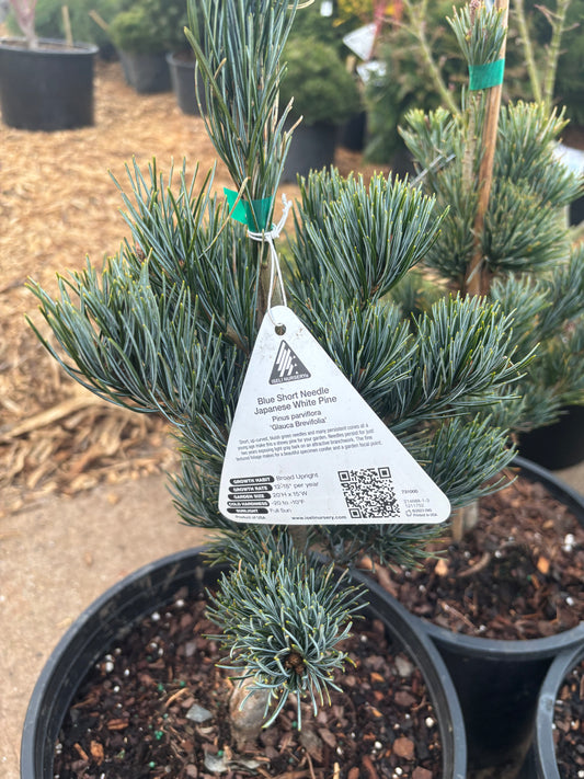 Pinus parviflora ‘Glauca Brevifolia’