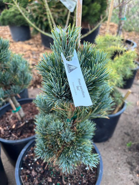 Pinus parviflora ‘Aoi’