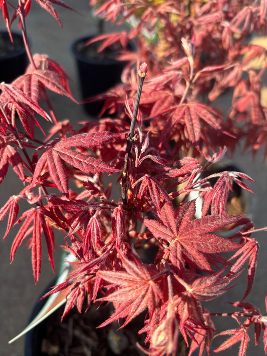 Acer palmatum 'Rhode Island Red'