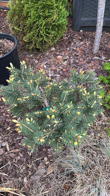 Picea pungens 'Gebelle's Golden Spring'