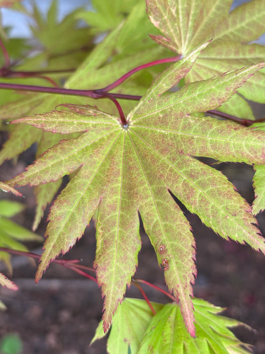 Acer shirasawanum 'Autumn Moon'