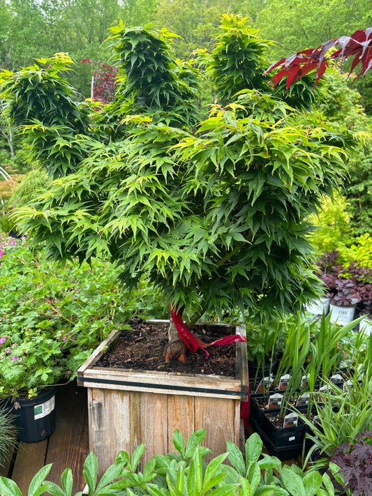Acer Palmatum 'Mikawa Yatsubusa'