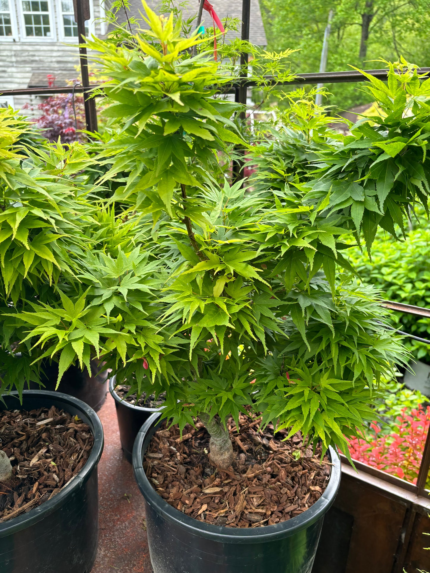 Acer Palmatum 'Mikawa Yatsubusa'