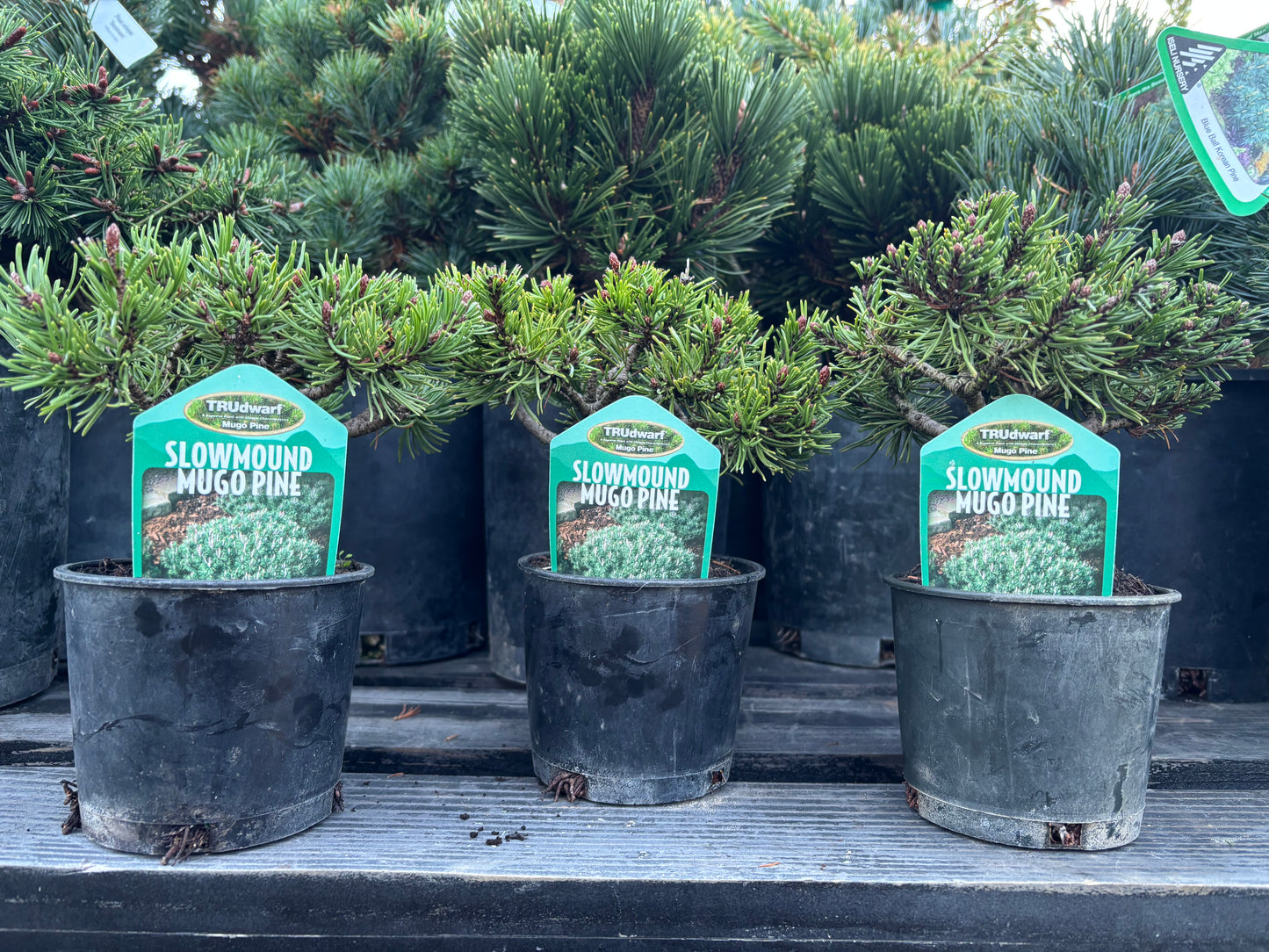 Pinus mugo ‘Slowmound’