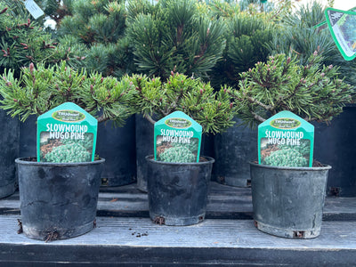 Pinus mugo ‘Slowmound’