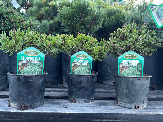 Pinus mugo ‘Slowmound’