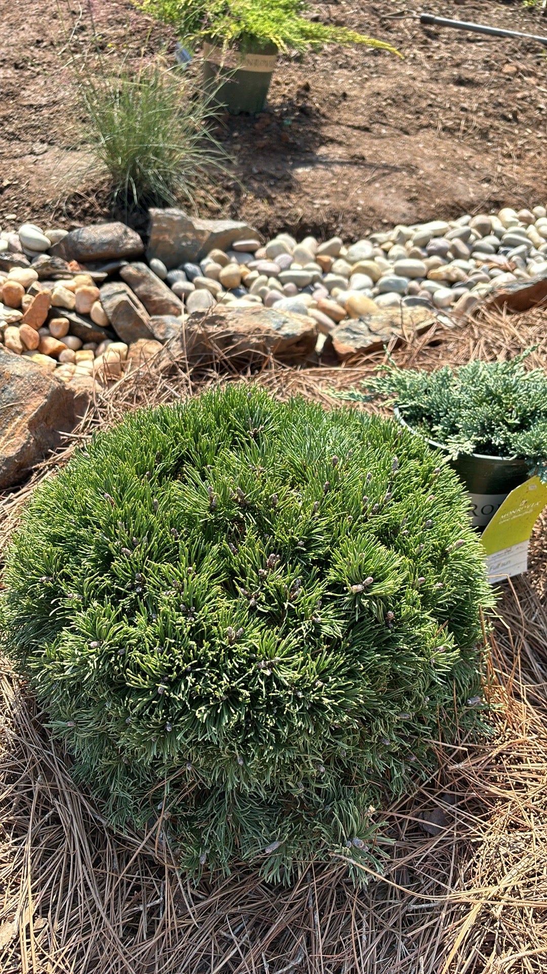 Pinus mugo Pesto®