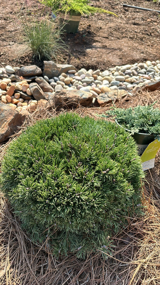 Pinus mugo Pesto®