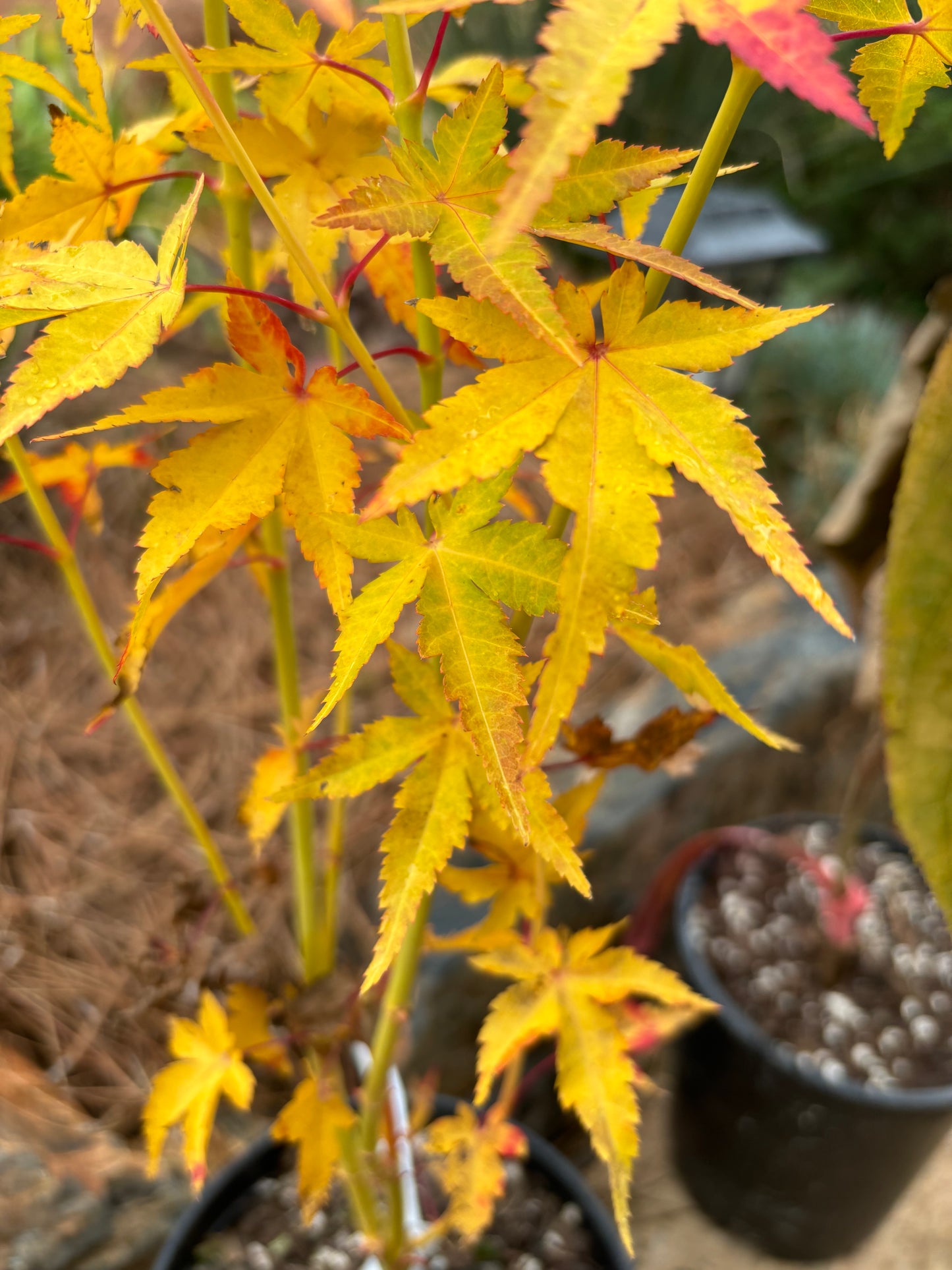 Acer palmatum 'Bihou'