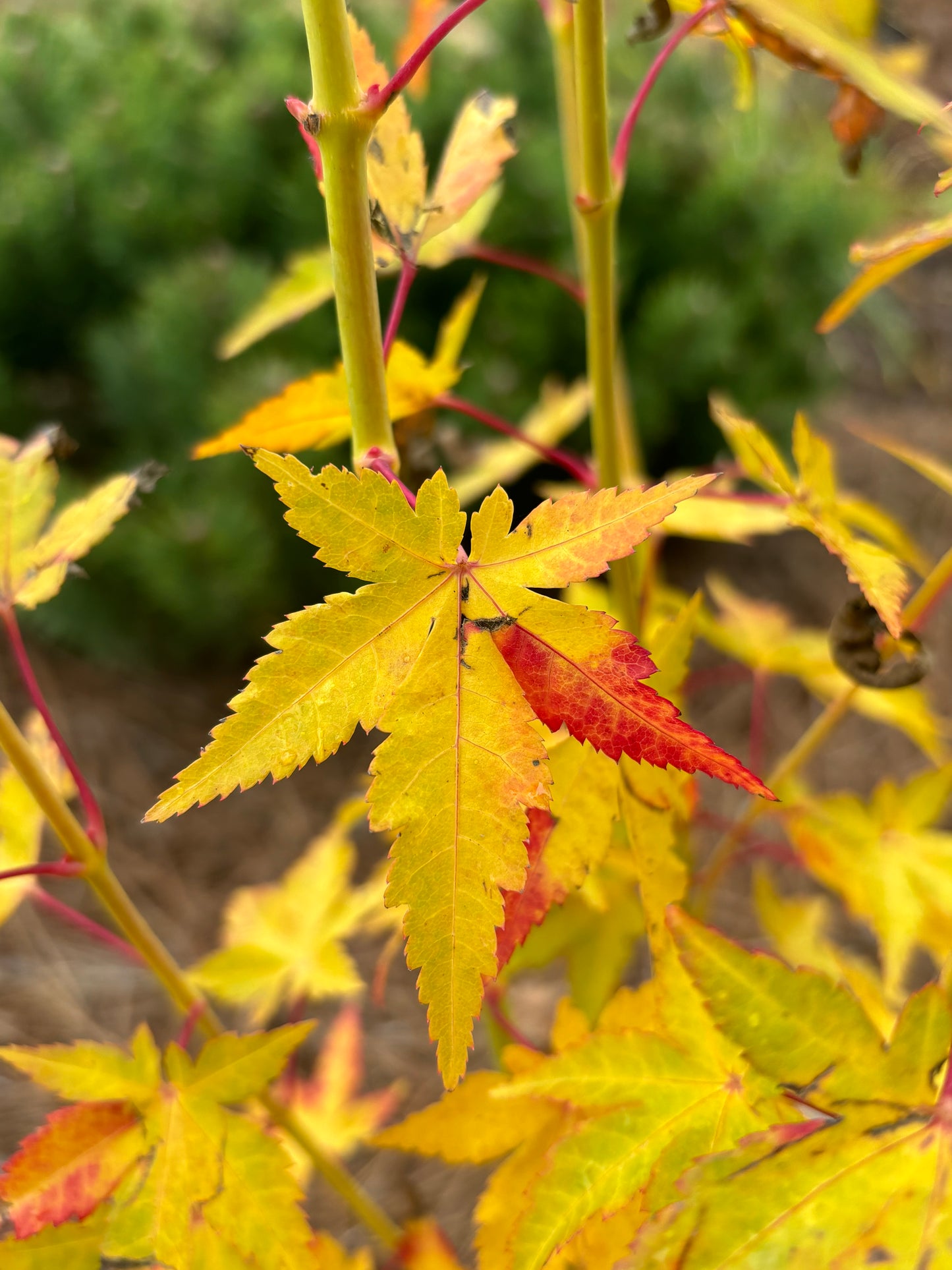 Acer palmatum 'Bihou'