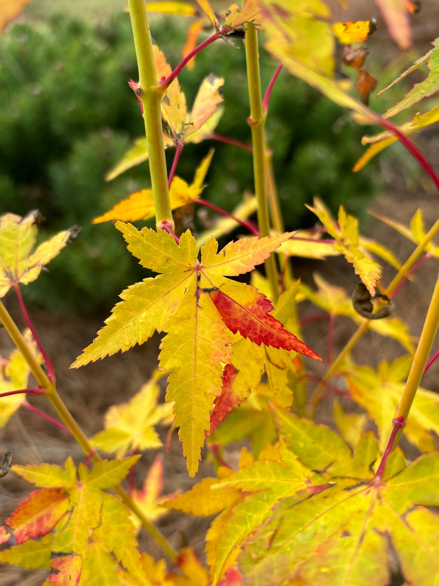 Acer palmatum 'Bihou'