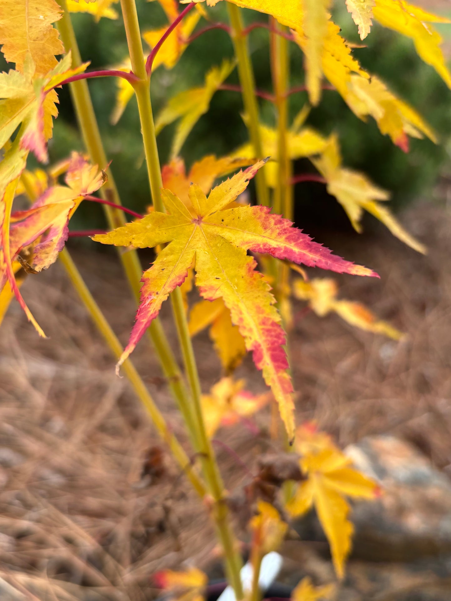 Acer palmatum 'Bihou'