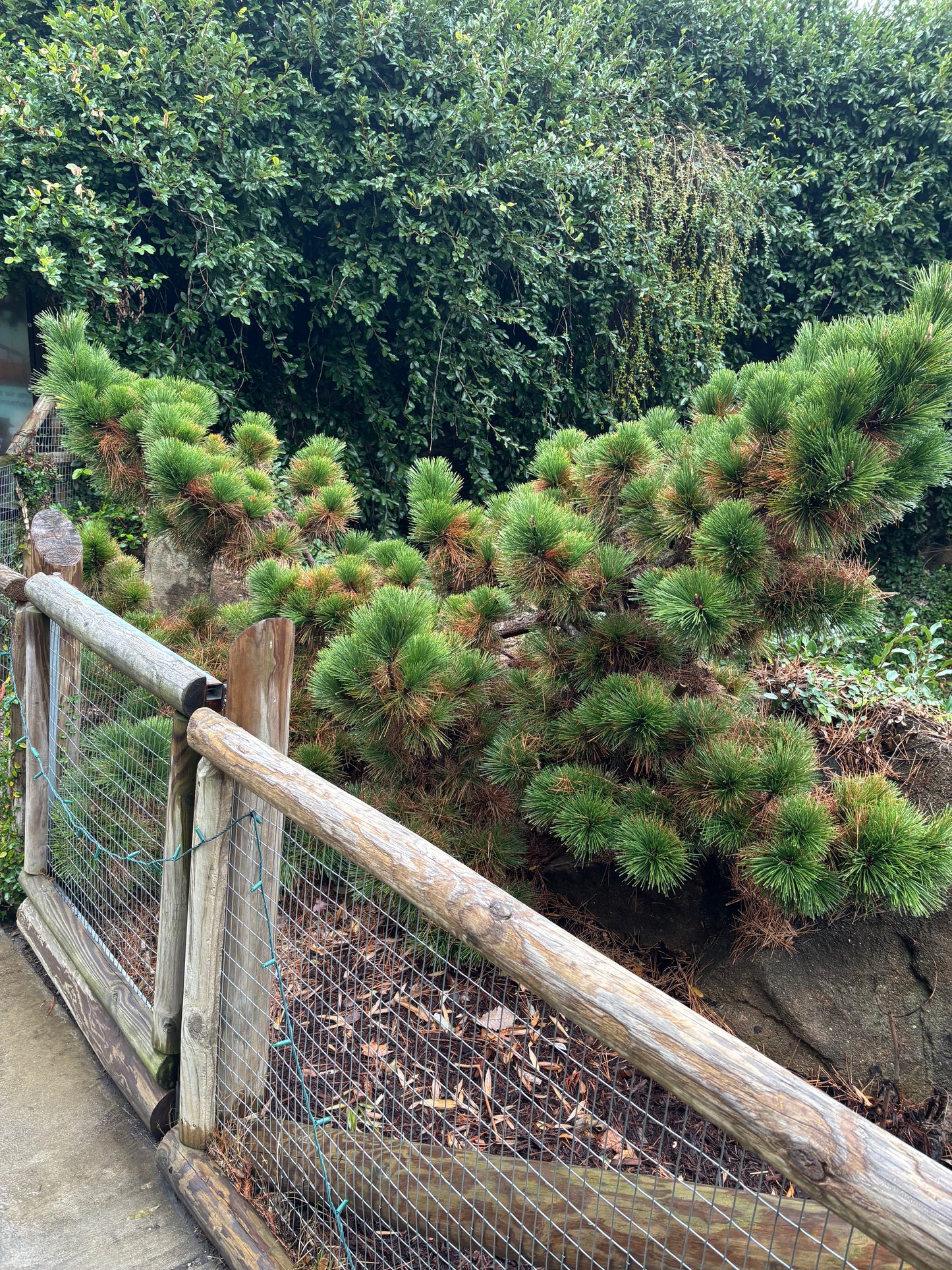Pinus thunbergii ‘Thunderhead’