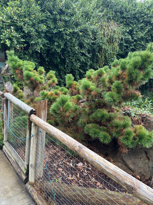 Pinus thunbergii ‘Thunderhead’