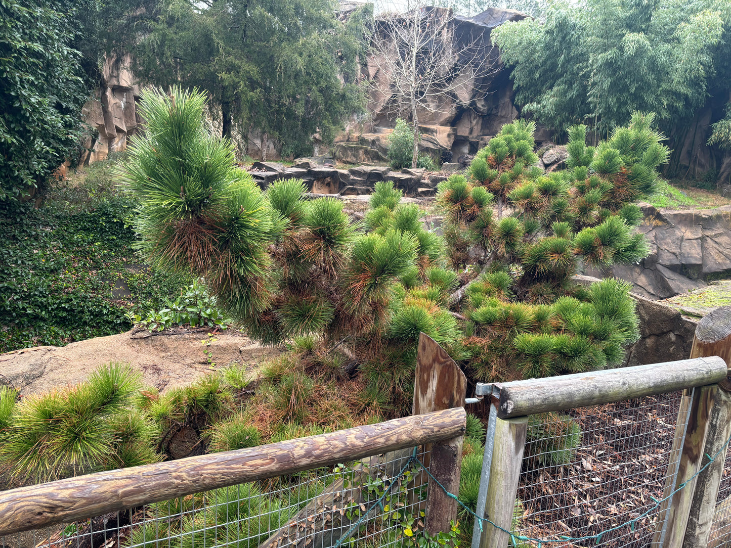 Pinus thunbergii ‘Thunderhead’