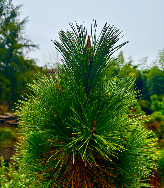 Carolina Conifers Nursery & Landscape