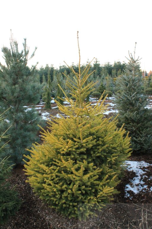 Picea abies 'Hupp's Gold Bell'