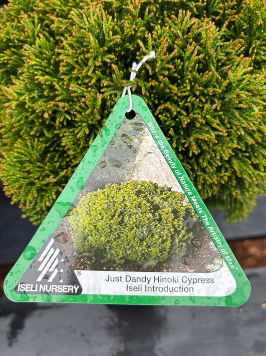 Chamaecyparis obtusa ‘Just Dandy’