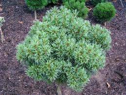 Pinus strobus 'Tiny Kurls'
