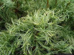 Pinus strobus 'Tiny Kurls'